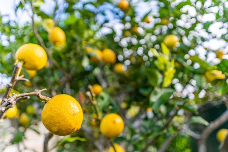 14 Seabreeze Road Mangawhai Heads_30