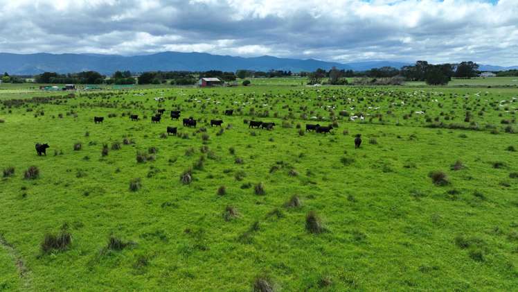 Duddings Line Tauherenikau_6