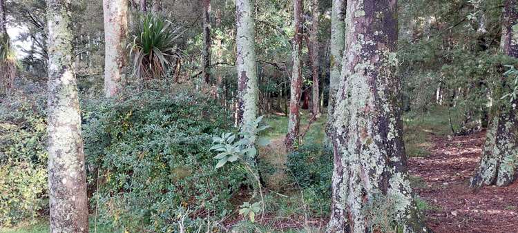 59 Griffin Road Maungaturoto_14