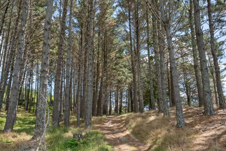 75 Old Parua Bay Road Parahaki_34