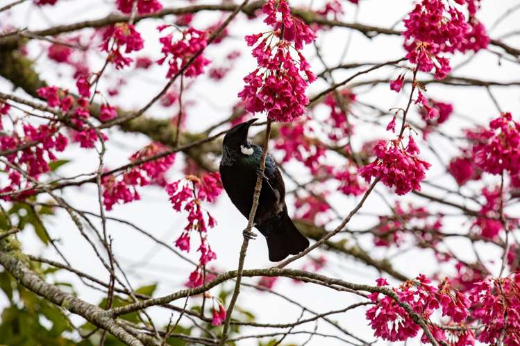 65 Waingaro Road Ngaruawahia_6