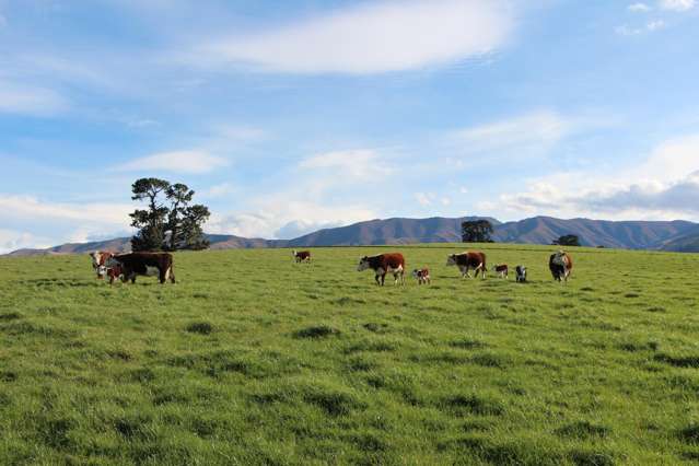 61 Howells Road Maungati_1