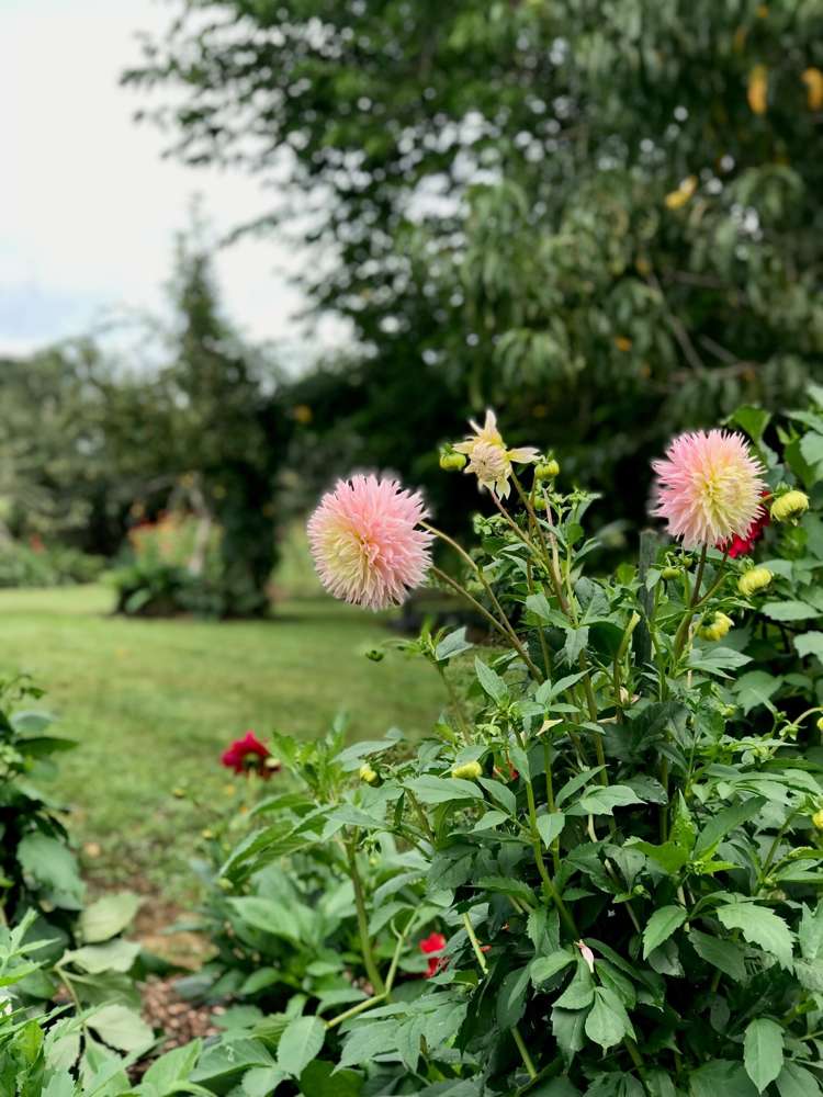 263a Walton Road Richmond Downs_19