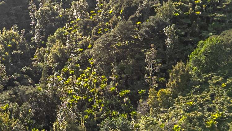 982B Manaia Road Coromandel_6