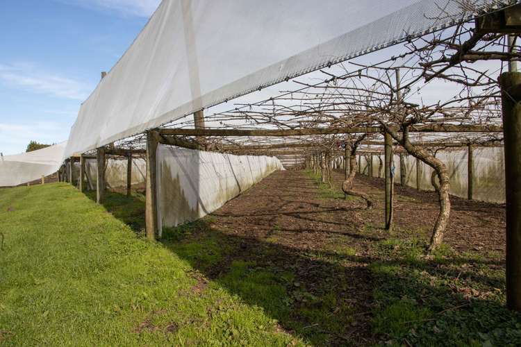 231 Walford Road Aongatete_5