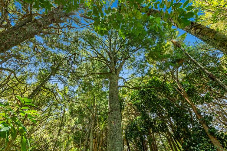 145 Ranganui Road Kaiwaka_21