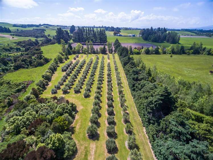 1123 Marshmans Road Balcairn_18