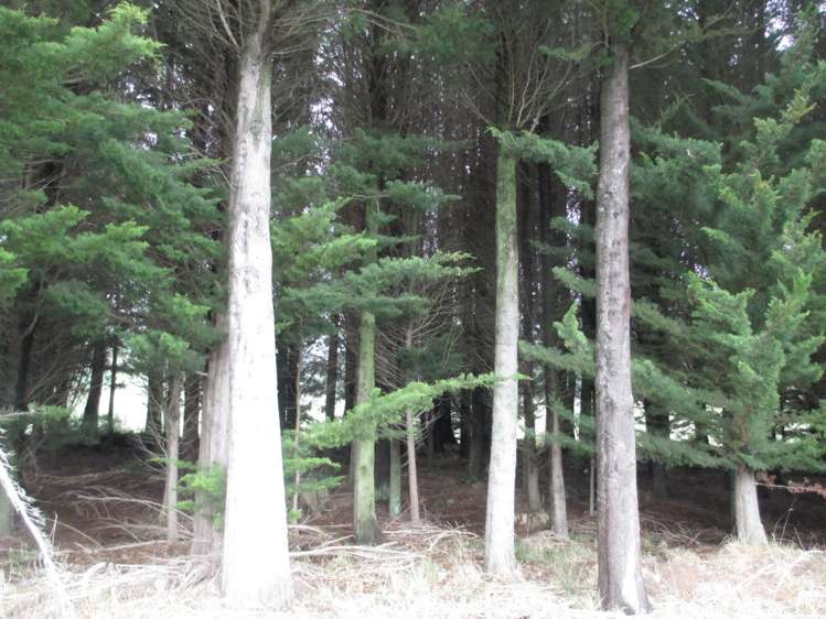 Owaka Valley Road Owaka_7