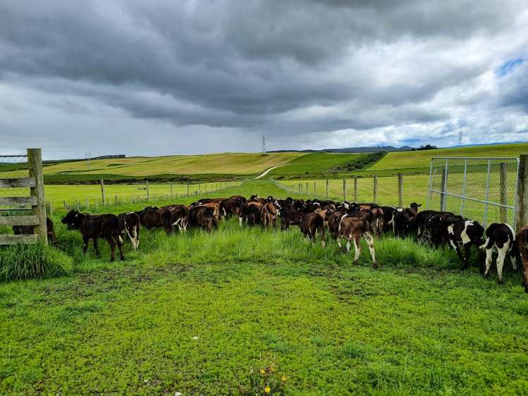 461 Cross Road Pebbly Hill_8