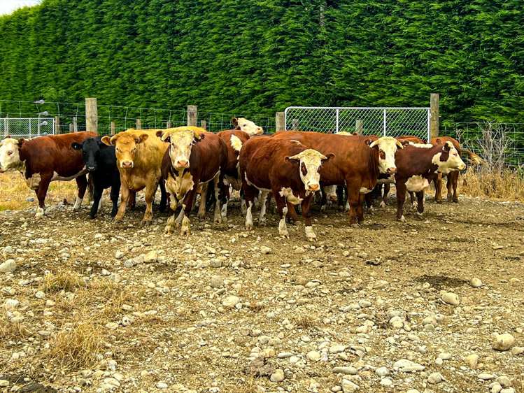 1542 Te Anau Mossburn Highway Te Anau Surrounds_15