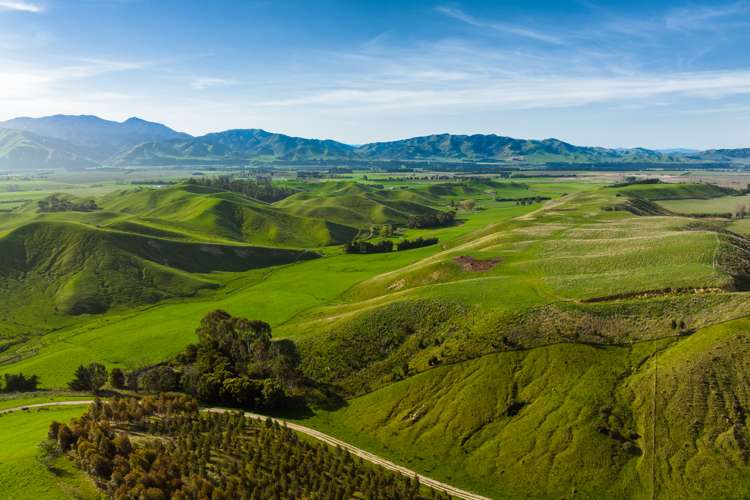 Marama Road Seddon_24