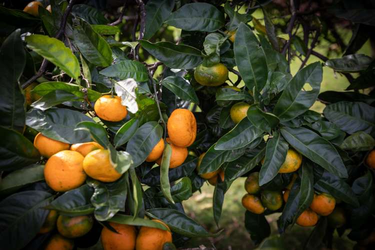 43 Margaret Road Bellevue_25