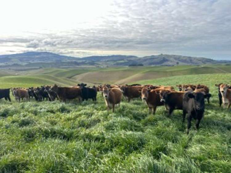 112 Waikakahi Valley Road Ikawai_17