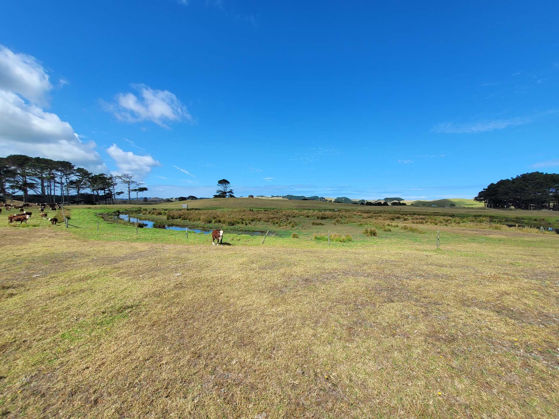 1008 Te Maire Road Te Kopuru_0