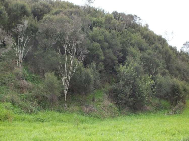 1884 Tangowahine Valley Road Dargaville Surrounds_19