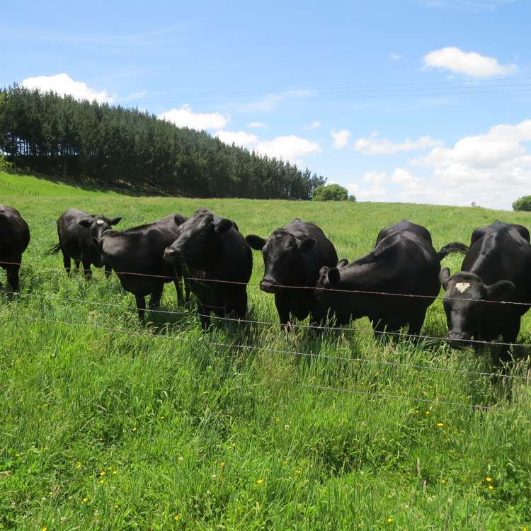 Whawharua Road Otorohanga_7