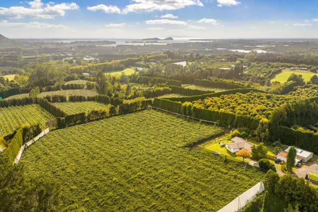 40 Woodland Road Tahawai_2