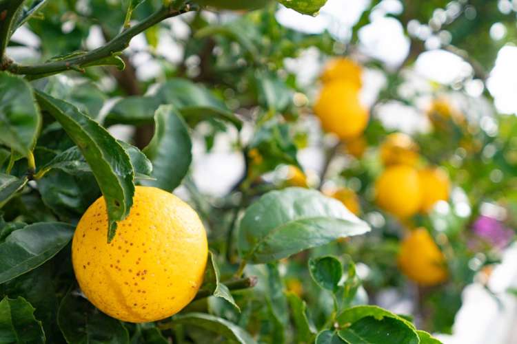 18 Kowi Lakes Drive One Tree Point_20