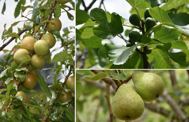 318 Franklin Road Paparoa_67