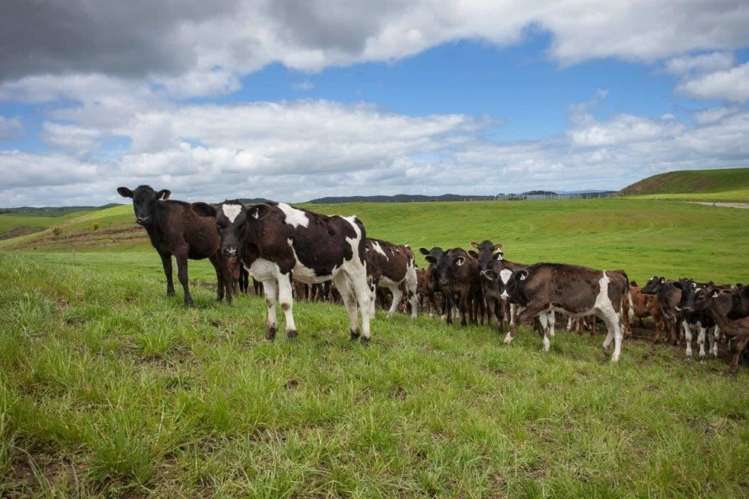 81 Key Road Kinleith_2