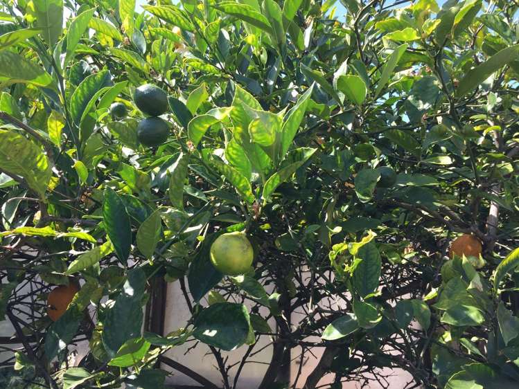 294 Bucklands Beach Road Bucklands Beach_10