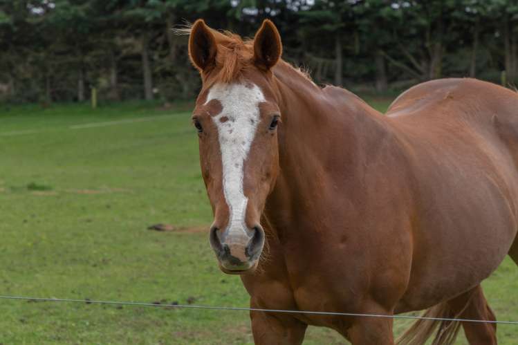 90 Neave Road West Melton_34