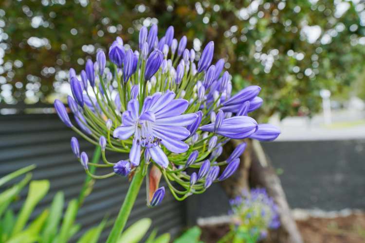 42 Joseph Street Waverley_20