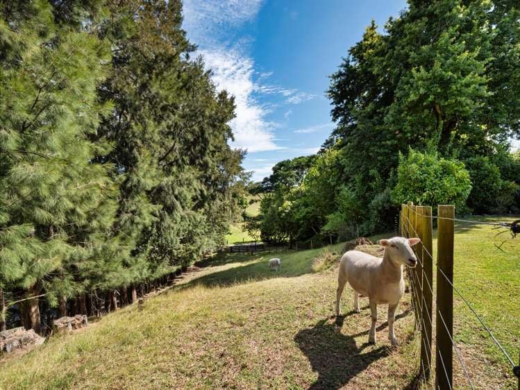 73B Youngson Road Whakamarama_41