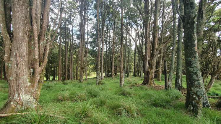 1241 Ararua Road Ararua_25