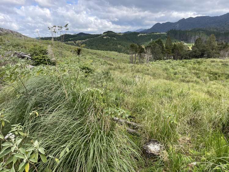 Iwitaua Road Kaitaia_6