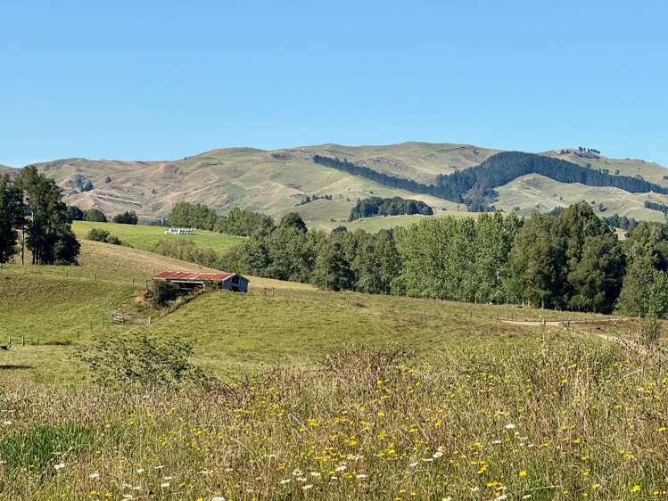 24 Wrights Road Raglan_16