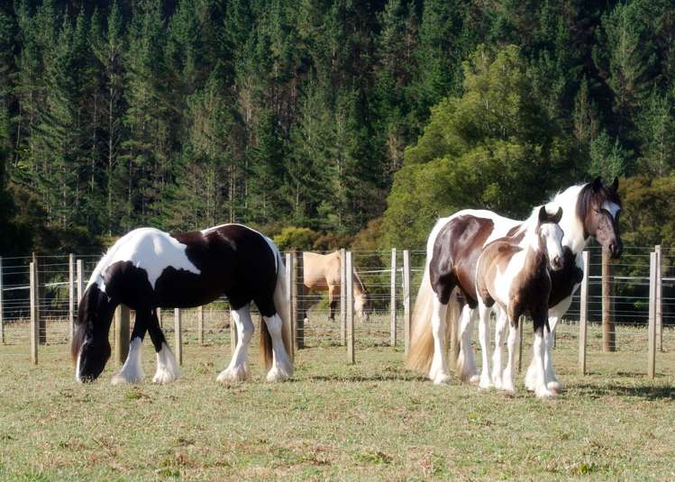 36f Farquharson Road Hunua_22