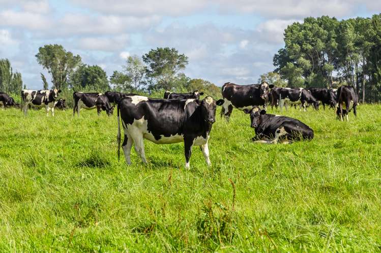 589 Coutts Island Road Coutts Island_6