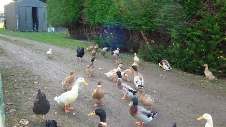 136 Rolling Ridges Road Levels Valley_30