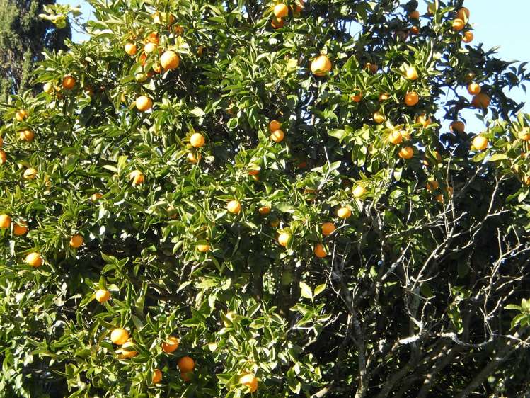 117 Rea Road Hauraki Surrounds_9