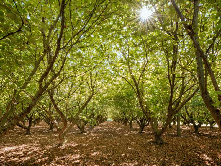 39 Rowley Crescent Grovetown_19