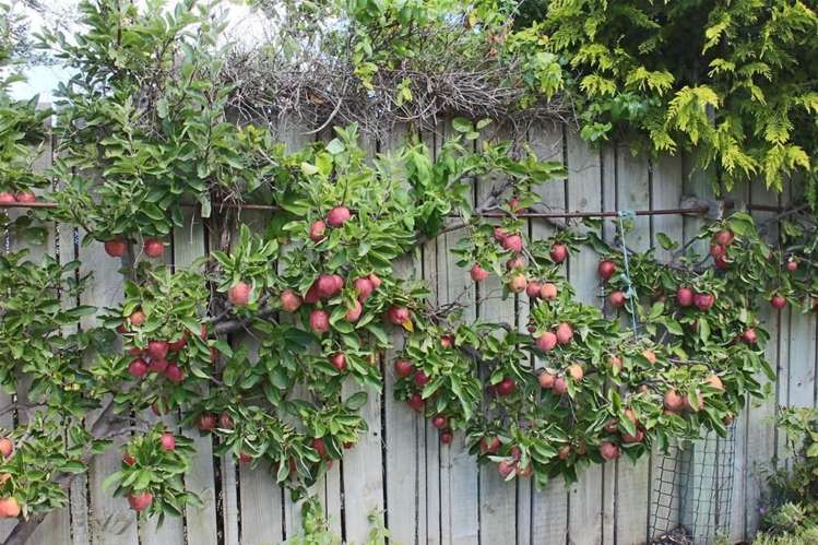 27a Wicklow Street Cromwell_10