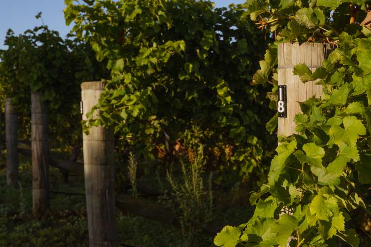 488 Delta Lake Heights Renwick_5