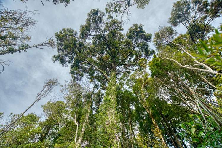 53B Rutherglen Road Paroa_9