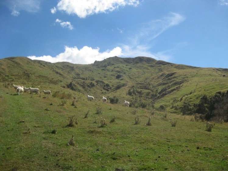 858 Oporae Road Waione_20