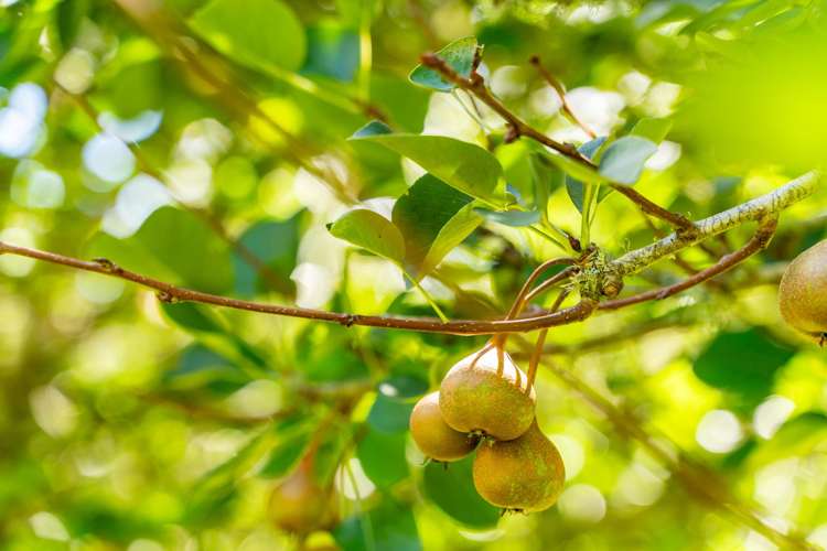 64 Sherwood Road Onerahi_4