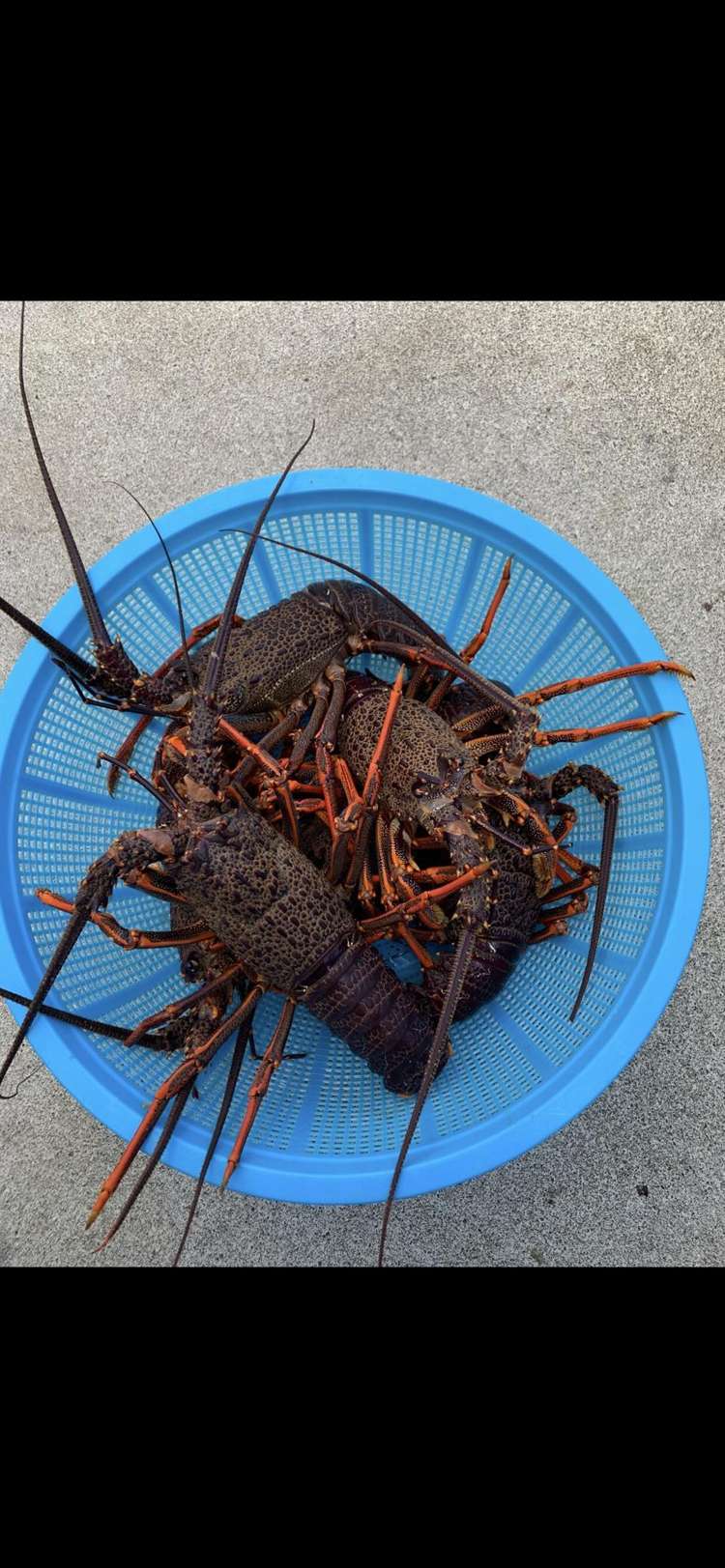 645A Te Awaiti Road Martinborough_45