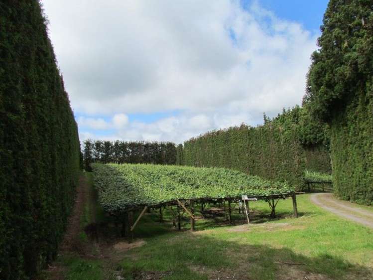 81 Ruahihi Road Kaimai_10