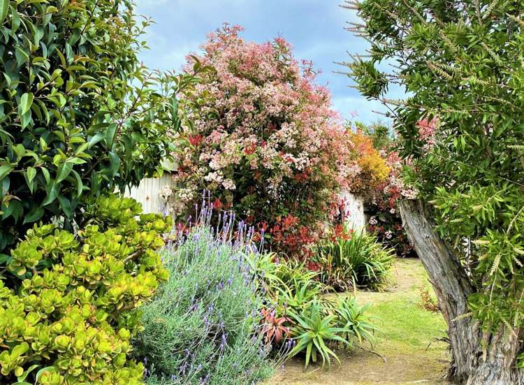 83 Melrose Road Mount Roskill_3