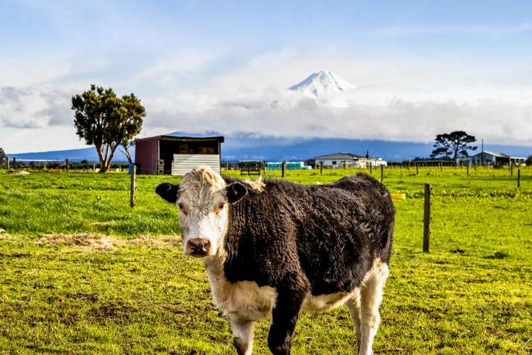 183 Boylan Road Hawera_27