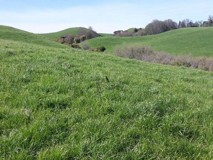 346 Rugby Road Tariki_20