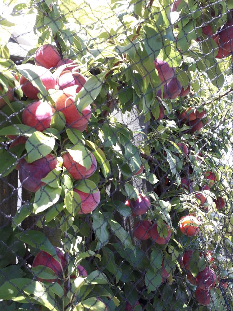 8a Carnot Street Glenholme_18