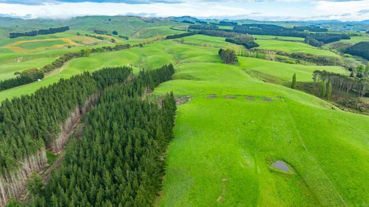 1241 Blythe Road Domett_11