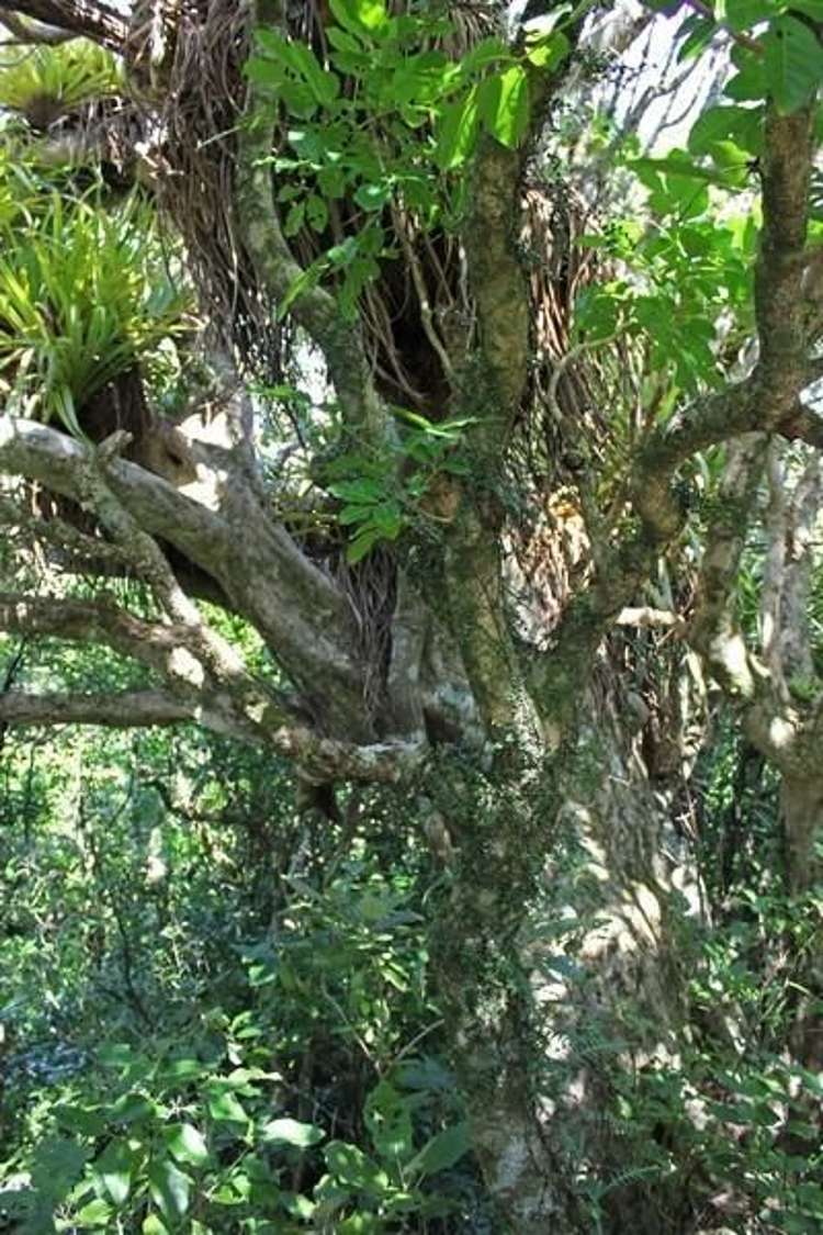 248 Rosalie Bay Road Great Barrier Island (Aotea Island)_9