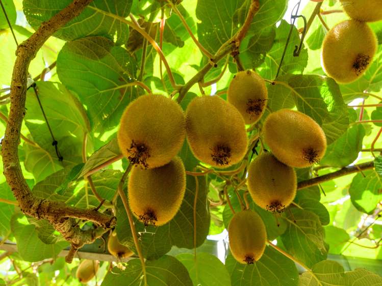 4a Ainsworth Road Wairoa_8